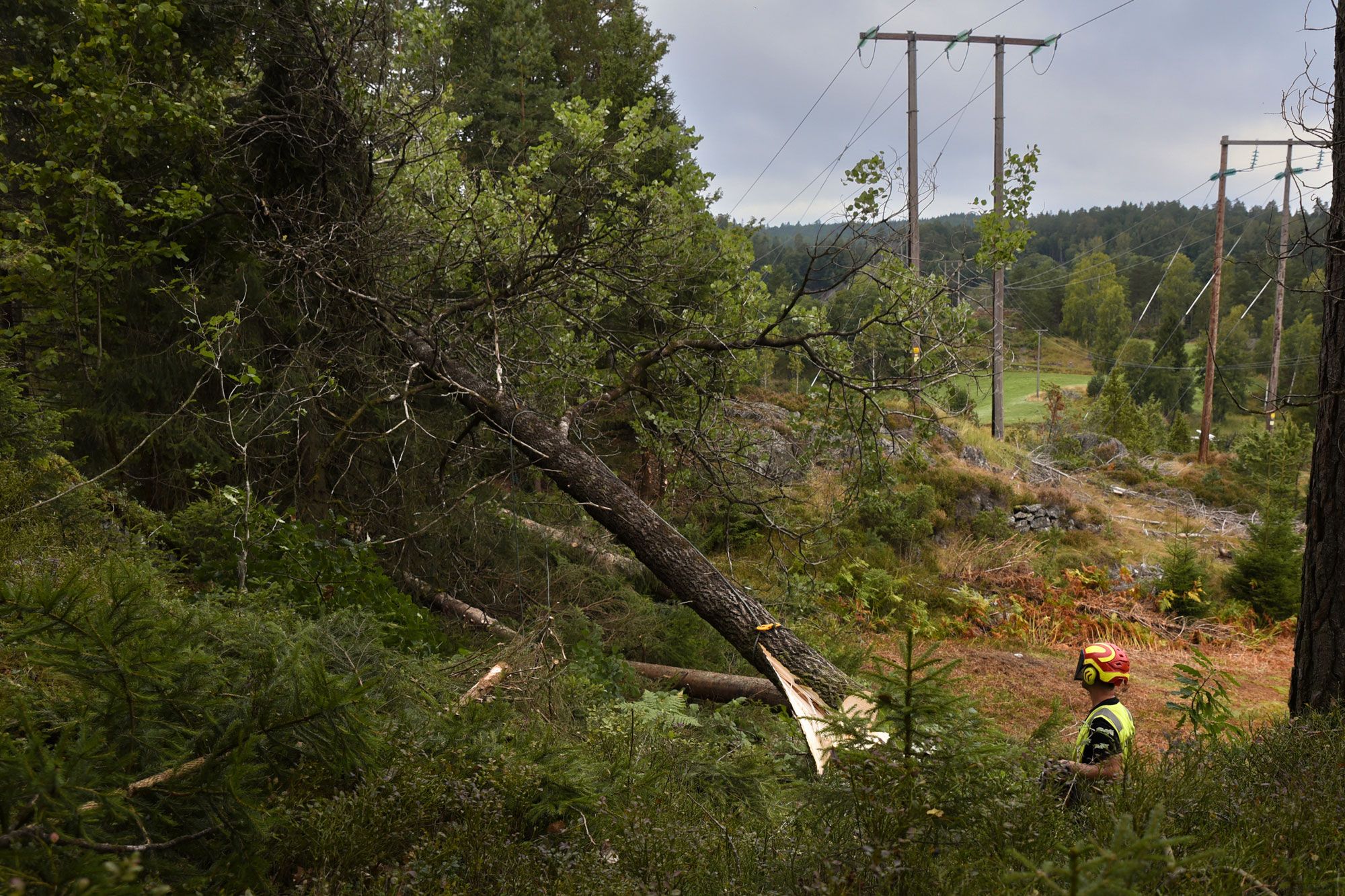 Felling av trær langs strømnett
