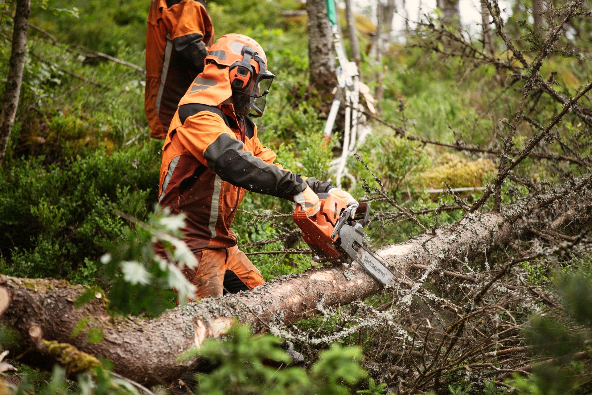 Skogsarbeider som kvister liggende tre med motorsag