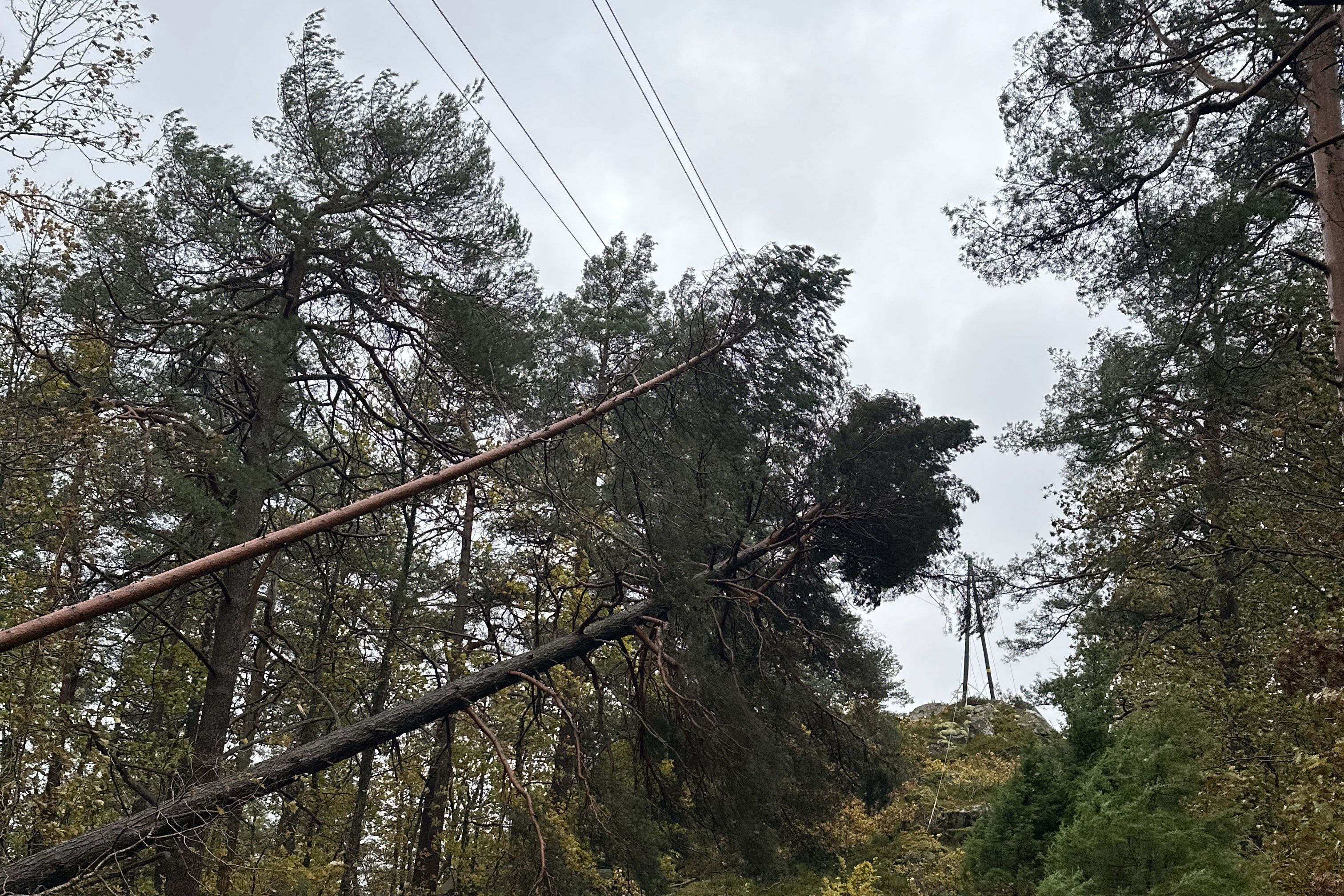 tre på høyspentlinje