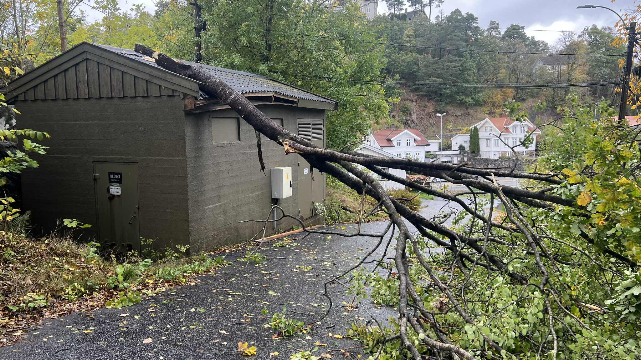 Tre over bygning og vei