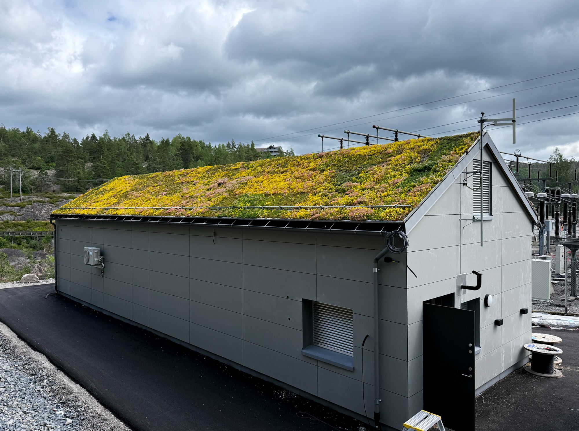 sedumtak på trafostasjon