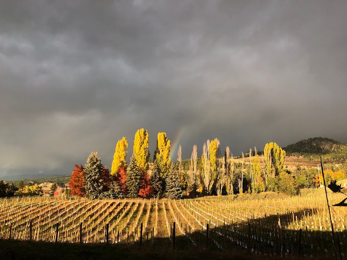 Fox and Archer Wines