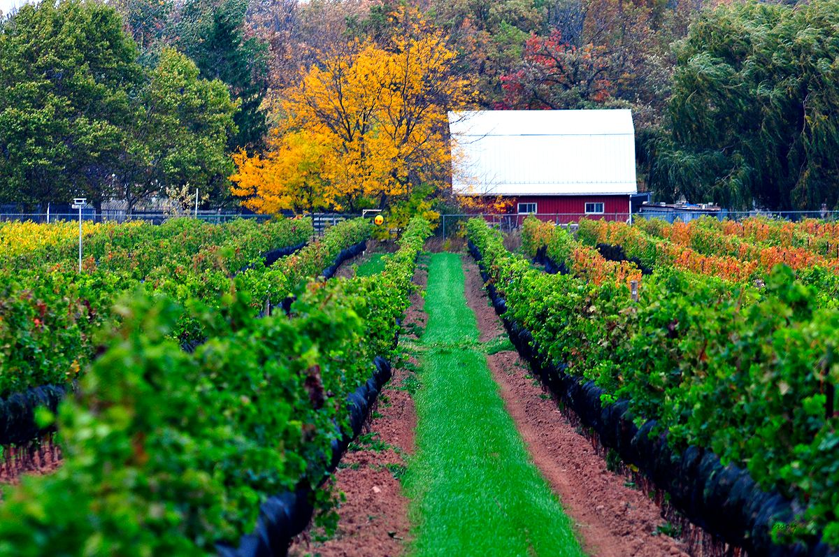 Icellars Estate Winery