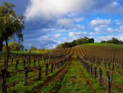 Carmody McKnight Estate Winery