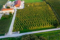 Ca Di Rajo Winery
