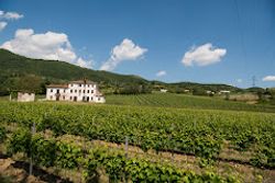 Masot Fiabe di Vino Winery