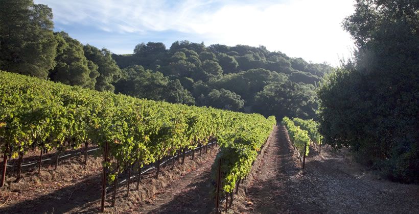 Amapola Creek Vineyards and Winery