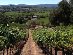 Alexander Valley Vineyards