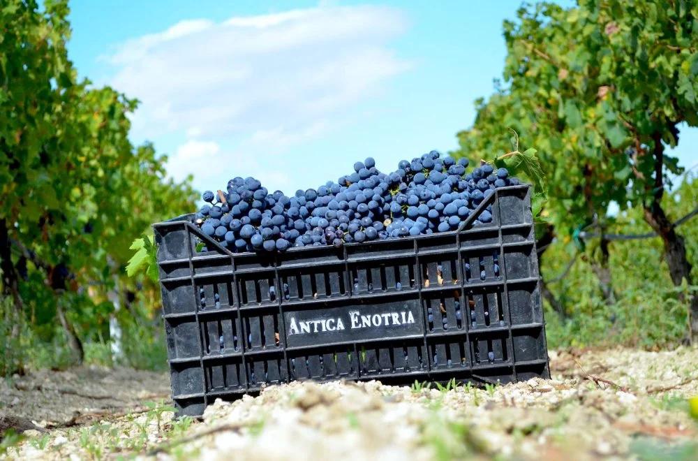 Antica Enotria