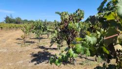 Battaglini Estate Winery