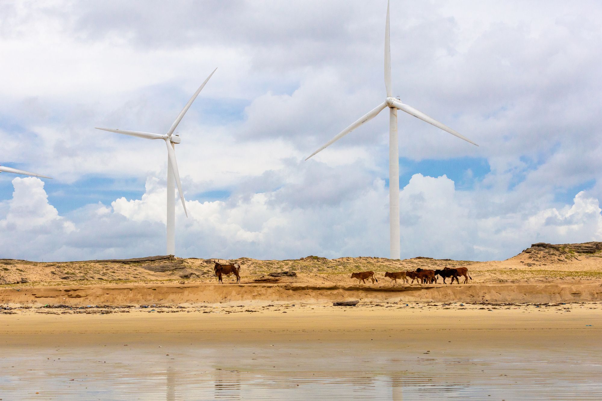 Wind turbines in a golden field at sunset.