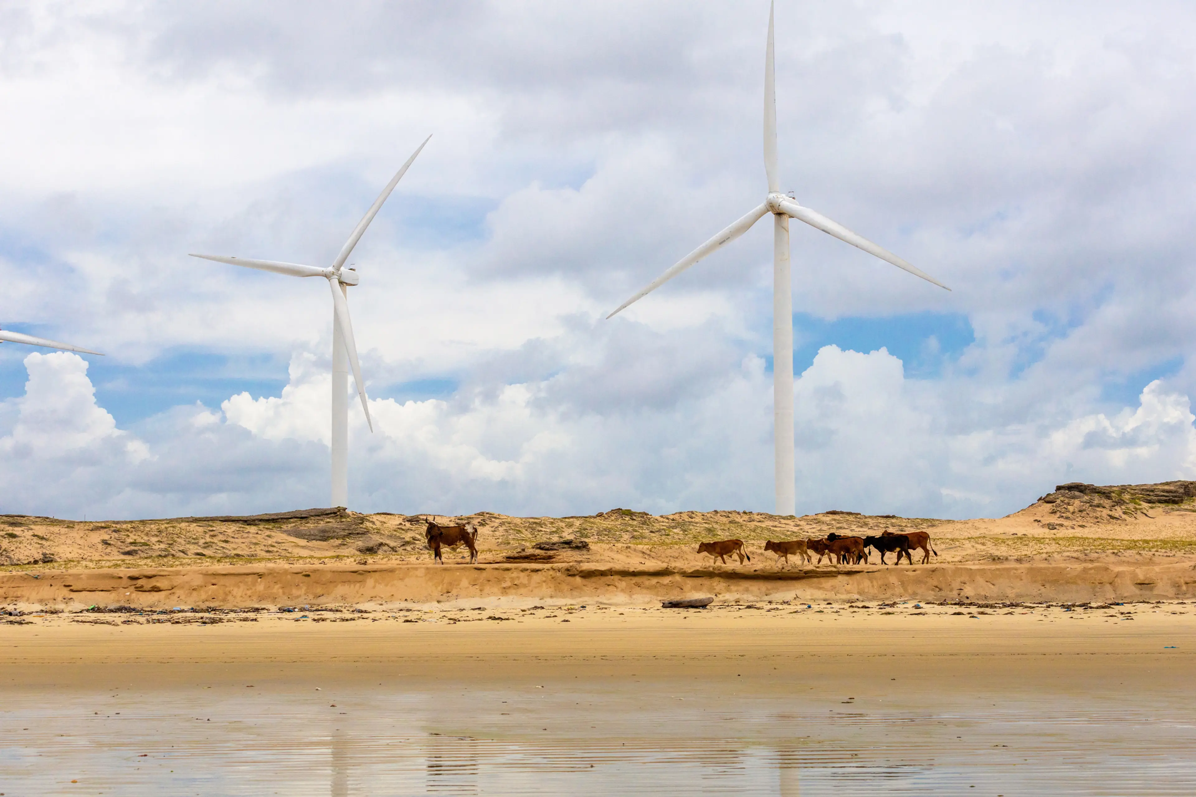 Wind turbines in a golden field at sunset.