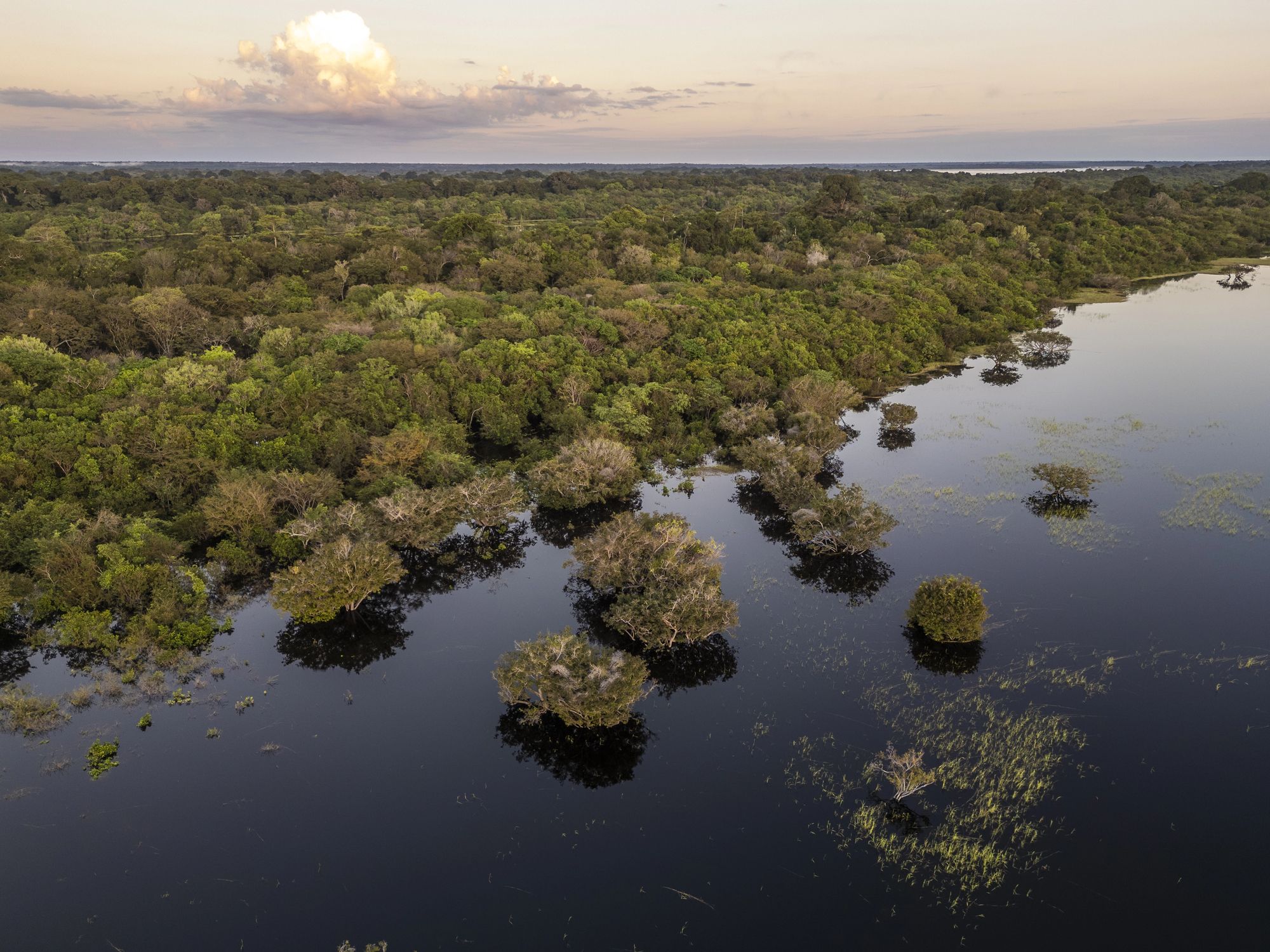 Aerial view of a lush green forest bordering dark water with many trees growing in it, under a cloudy sky.