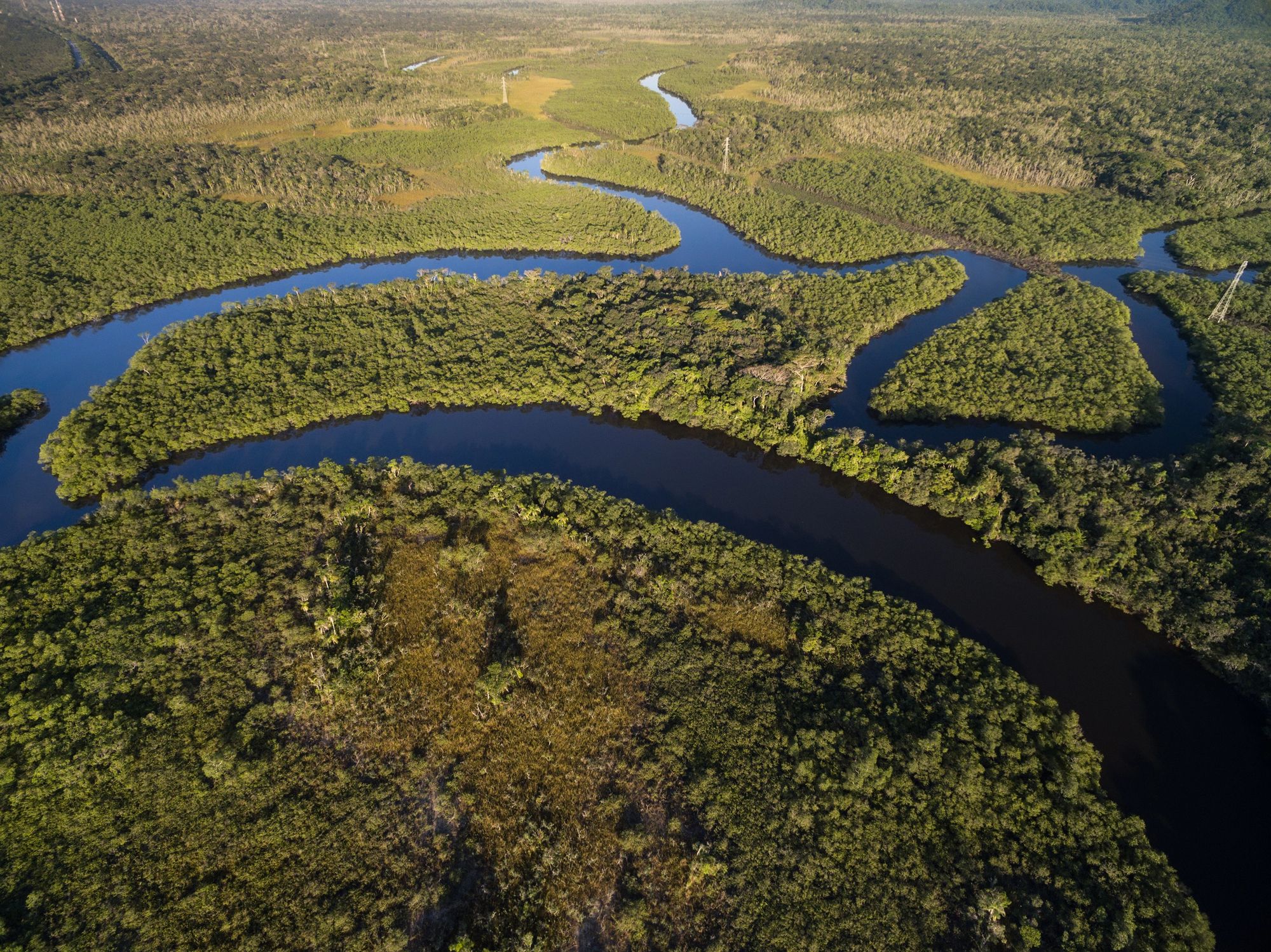 Aerial view of dark, winding rivers through a dense green forest.