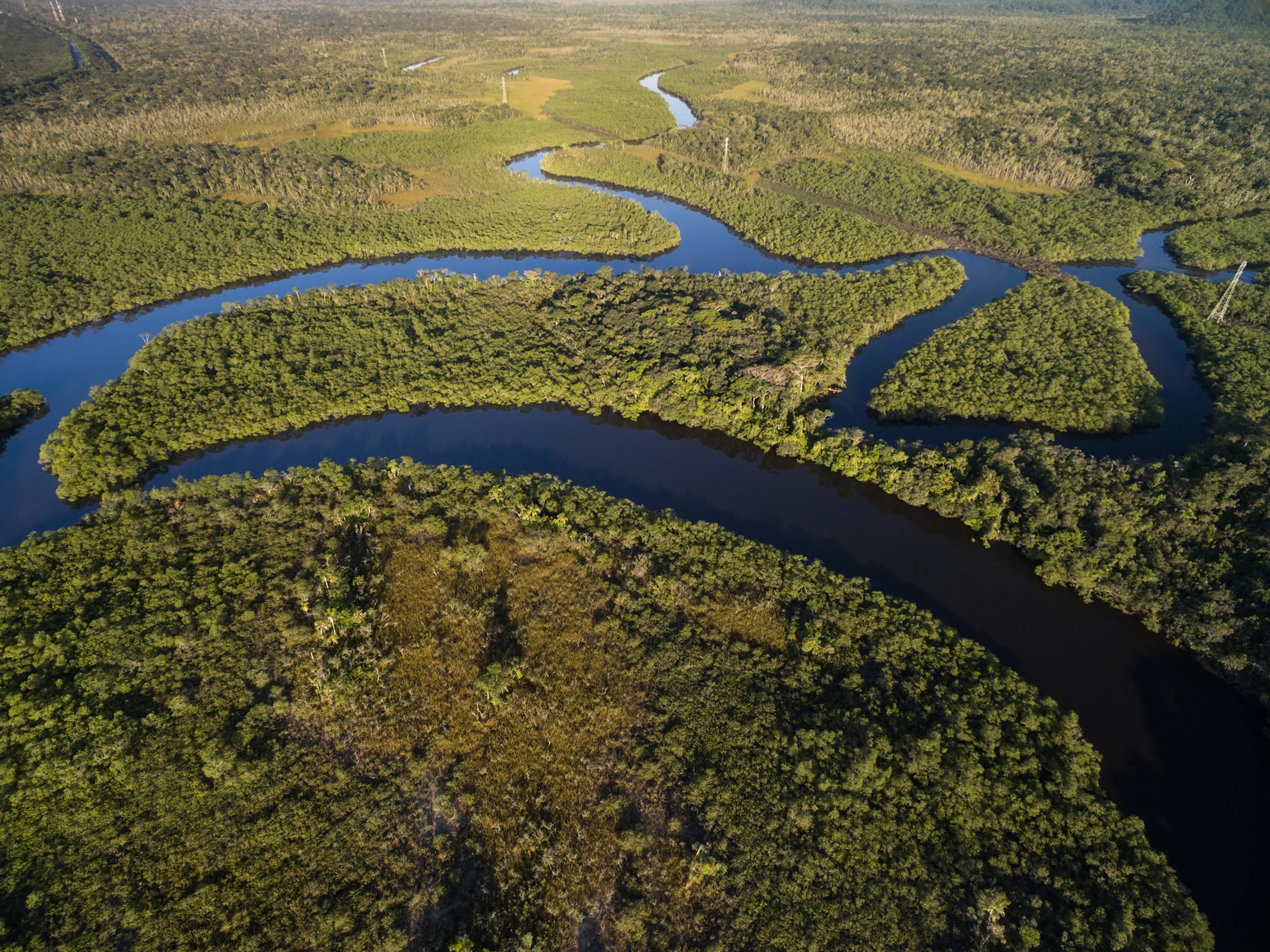 Aerial view of dark, winding rivers through a dense green forest.