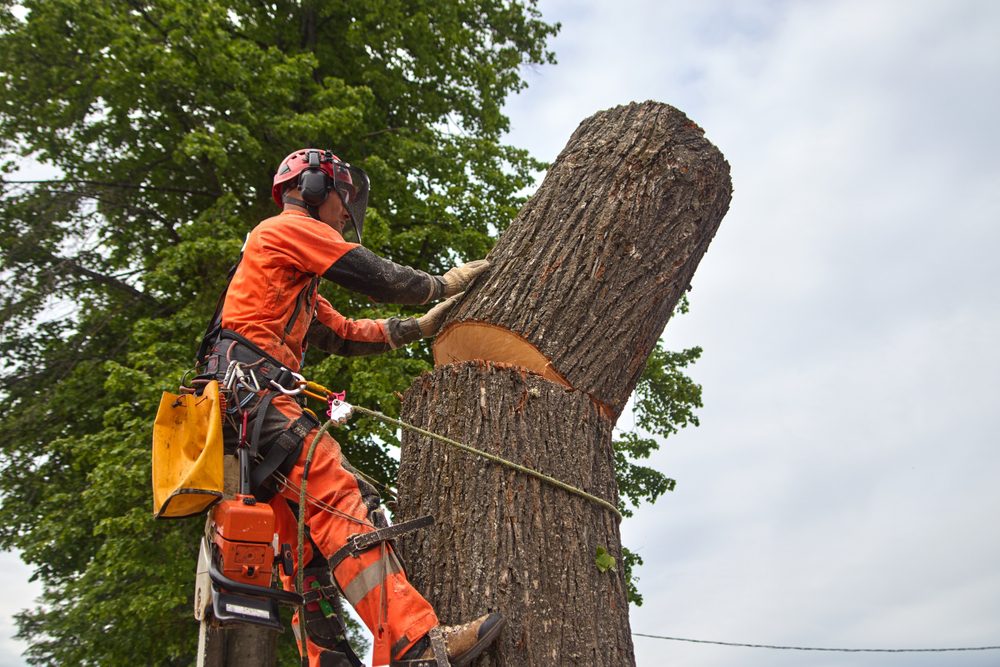 Tree Removal Service Image​​​​‌﻿‍﻿​‍​‍‌‍﻿﻿‌﻿​‍‌‍‍‌‌‍‌﻿‌‍‍‌‌‍﻿‍​‍​‍​﻿‍‍​‍​‍‌﻿​﻿‌‍​‌‌‍﻿‍‌‍‍‌‌﻿‌​‌﻿‍‌​‍﻿‍‌‍‍‌‌‍﻿﻿​‍​‍​‍﻿​​‍​‍‌‍‍​‌﻿​‍‌‍‌‌‌‍‌‍​‍​‍​﻿‍‍​‍​‍​‍﻿﻿‌‍​‌‌‍‌​‌‍﻿‌‌‍‍‌‌‍﻿‍​‍﻿﻿‌‍‍‌‌‍﻿‍‌﻿‌​‌‍‌‌‌‍﻿‍‌﻿‌​​‍﻿﻿‌‍‌‌‌‍‌​‌‍‍‌‌﻿‌​​‍﻿﻿‌‍﻿‌‌‍﻿﻿‌‍‌​‌‍‌‌​﻿﻿‌‌﻿​​‌﻿​‍‌‍‌‌‌﻿​﻿‌‍‌‌‌‍﻿‍‌﻿‌​‌‍​‌‌﻿‌​‌‍‍‌‌‍﻿﻿‌‍﻿‍​﻿‍﻿‌‍‍‌‌‍‌​​﻿﻿‌​﻿‌﻿​﻿​﻿​﻿‌​​﻿​‍​﻿‌‍​﻿‌﻿​﻿​﻿‌‍​‍​‍﻿‌​﻿‌‌‌‍​‍‌‍‌‍‌‍‌‍​‍﻿‌​﻿‌​​﻿‌﻿​﻿​‌​﻿‌‍​‍﻿‌‌‍​‍​﻿‌﻿​﻿‌﻿‌‍‌‍​‍﻿‌​﻿‍‌​﻿‍‌‌‍​‌​﻿‌﻿‌‍‌‌‌‍​﻿​﻿​﻿​﻿​‍‌‍‌‌​﻿‌‌​﻿‌‍‌‍​‌​﻿‍﻿‌﻿‌​‌﻿‍‌‌﻿​​‌‍‌‌​﻿﻿‌‌﻿​﻿‌‍‌‌‌﻿​‍‌﻿‌‍‌‍‍‌‌‍​﻿‌‍‌‌​﻿‍﻿‌﻿​​‌‍​‌‌﻿‌​‌‍‍​​﻿﻿‌‌‍‍‌‌‍﻿‌‌‍​‌‌‍‌﻿‌‍‌‌​‍﻿‍‌‍​‌‌‍﻿​‌﻿‌​​﻿﻿﻿‌‍​‍‌‍​‌‌﻿​﻿‌‍‌‌‌‌‌‌‌﻿​‍‌‍﻿​​﻿﻿‌​‍‌‌​﻿​‍‌​‌‍‌‍​‌‌‍‌​‌‍﻿‌‌‍‍‌‌‍﻿‍​‍‌‍‌‍‍‌‌‍‌​​﻿﻿‌​﻿‌﻿​﻿​﻿​﻿‌​​﻿​‍​﻿‌‍​﻿‌﻿​﻿​﻿‌‍​‍​‍﻿‌​﻿‌‌‌‍​‍‌‍‌‍‌‍‌‍​‍﻿‌​﻿‌​​﻿‌﻿​﻿​‌​﻿‌‍​‍﻿‌‌‍​‍​﻿‌﻿​﻿‌﻿‌‍‌‍​‍﻿‌​﻿‍‌​﻿‍‌‌‍​‌​﻿‌﻿‌‍‌‌‌‍​﻿​﻿​﻿​﻿​‍‌‍‌‌​﻿‌‌​﻿‌‍‌‍​‌​‍‌‍‌﻿‌​‌﻿‍‌‌﻿​​‌‍‌‌​﻿﻿‌‌﻿​﻿‌‍‌‌‌﻿​‍‌﻿‌‍‌‍‍‌‌‍​﻿‌‍‌‌​‍‌‍‌﻿​​‌‍​‌‌﻿‌​‌‍‍​​﻿﻿‌‌‍‍‌‌‍﻿‌‌‍​‌‌‍‌﻿‌‍‌‌​‍﻿‍‌‍​‌‌‍﻿​‌﻿‌​​‍‌‍‌﻿​​‌‍‌‌‌﻿​‍‌﻿​﻿‌﻿​​‌‍‌‌‌‍​﻿‌﻿‌​‌‍‍‌‌﻿‌‍‌‍‌‌​﻿﻿‌‌﻿​​‌﻿‌‌‌‍​‍‌‍﻿​‌‍‍‌‌﻿​﻿‌‍‍​‌‍‌‌‌‍‌​​‍​‍‌﻿﻿‌
