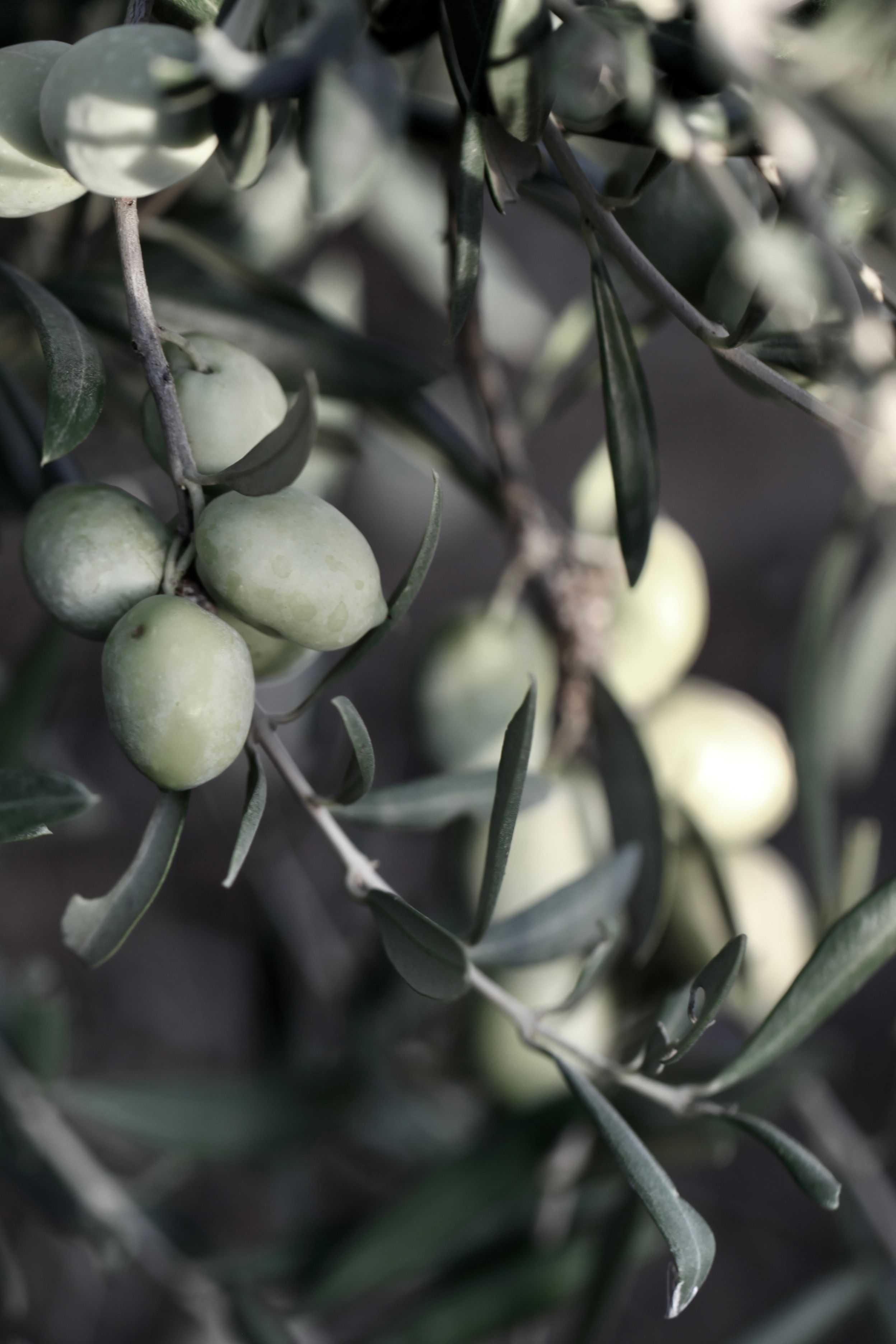 Olive Oil