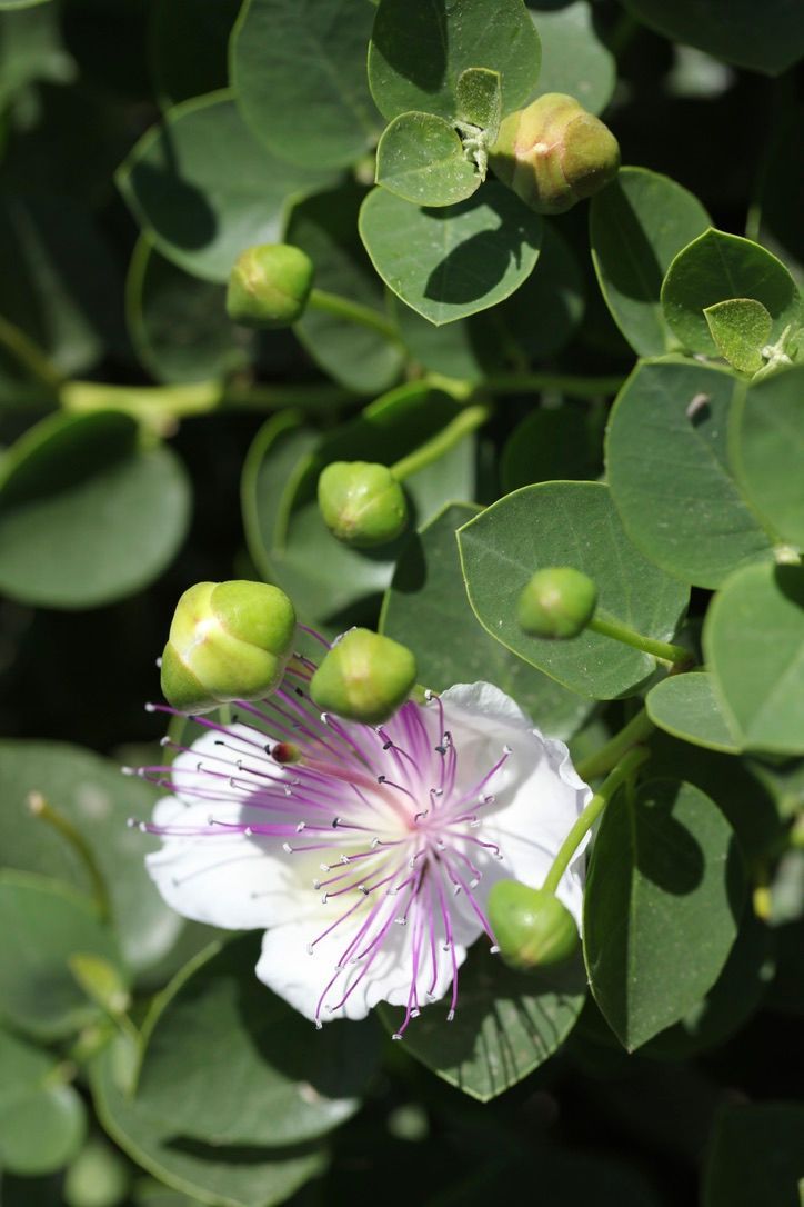 Capers flowers and capers