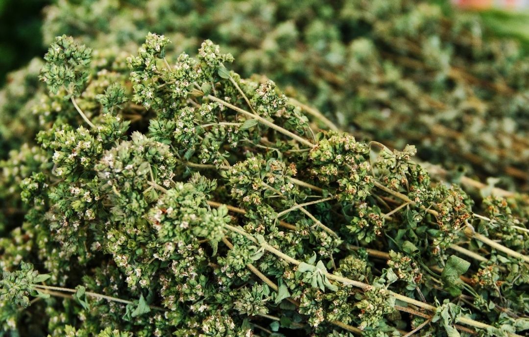 Oregano
