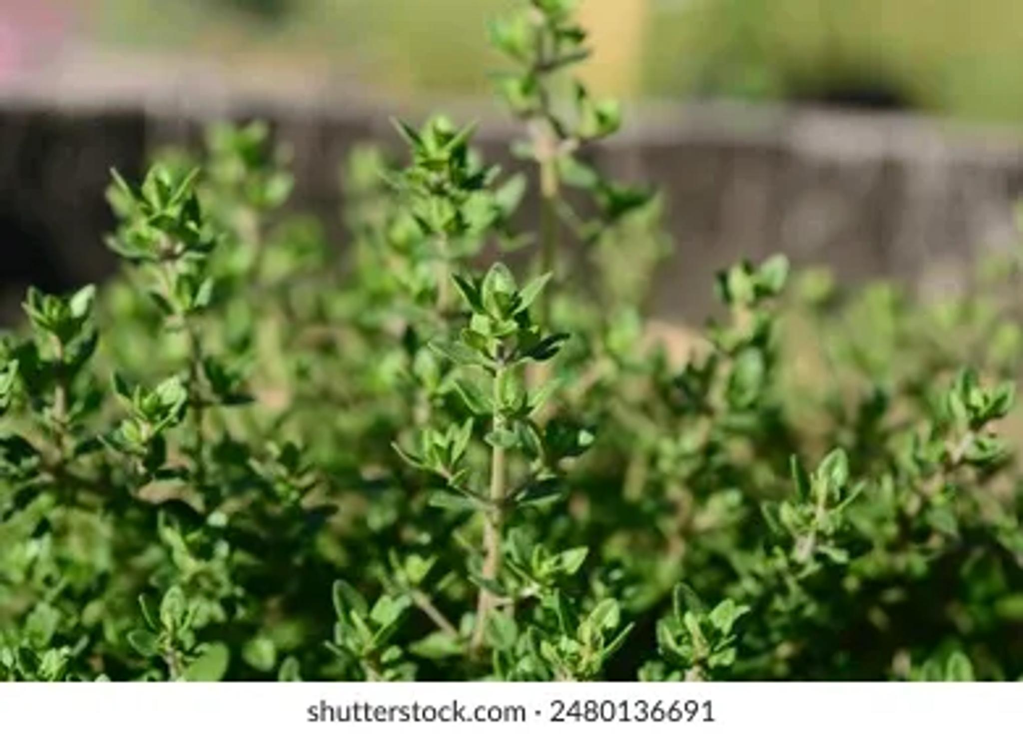 Thyme