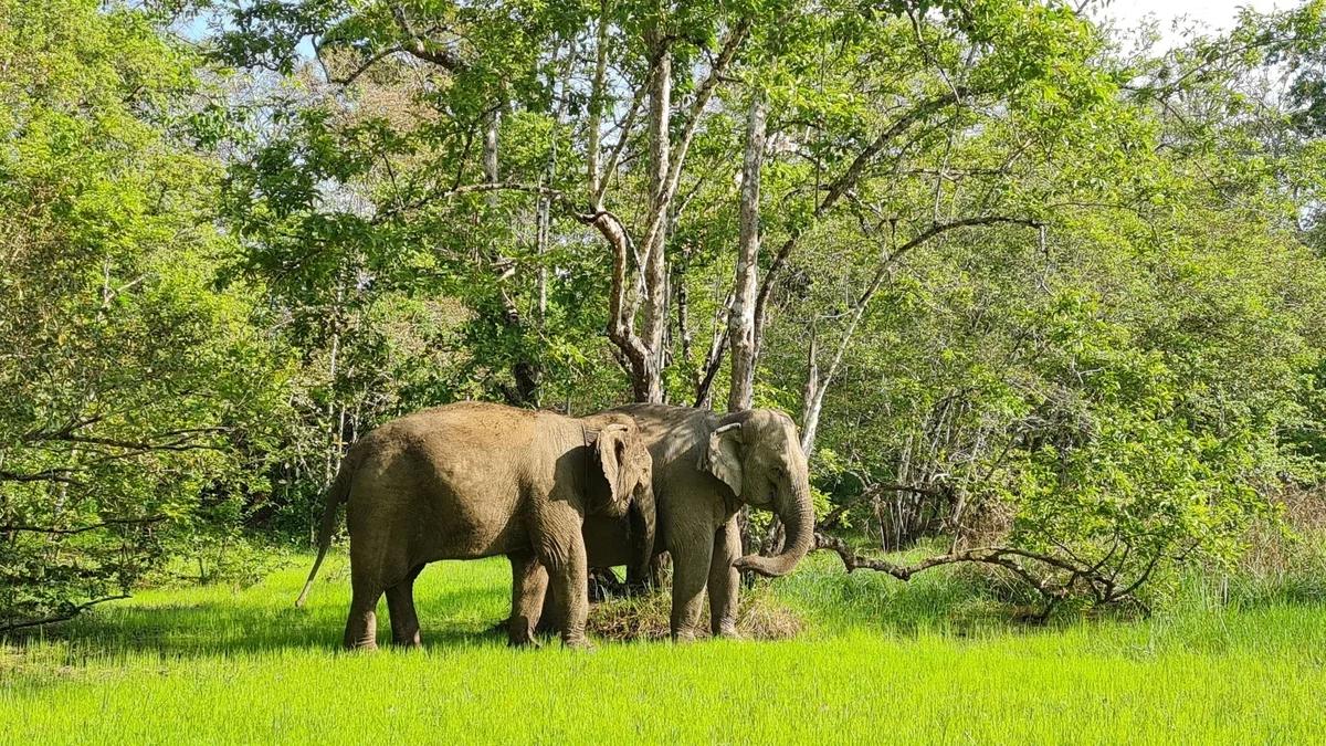  Yok Don National Park bez cestovky: z Buon Ma Thuot na skútru i autobusem