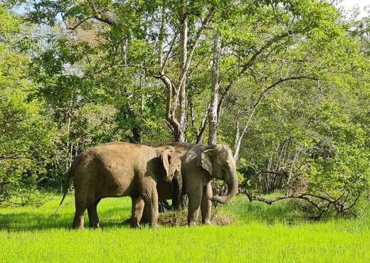 Yok Don National Park Without a Tour Guide: From Buôn Ma Thuột by Scooter and Bus