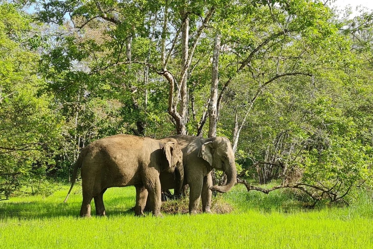 Yok Don National Park bez cestovky: z Buon Ma Thuot na skútru i autobusem
