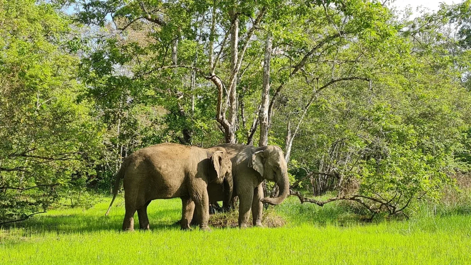Yok Don National Park bez cestovky: z Buon Ma Thuot na skútru i autobusem