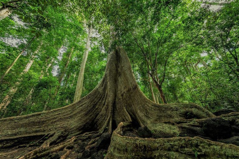Cát Tiên National Park na vlastní pěst: ze Saigonu autobusem, na kole džunglí a večer na safari