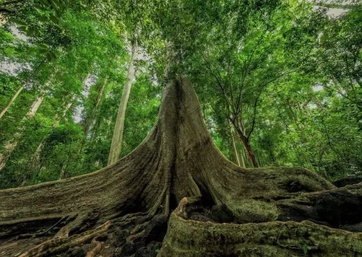 Cát Tiên National Park na vlastní pěst: ze Saigonu autobusem, na kole džunglí a večer na safari