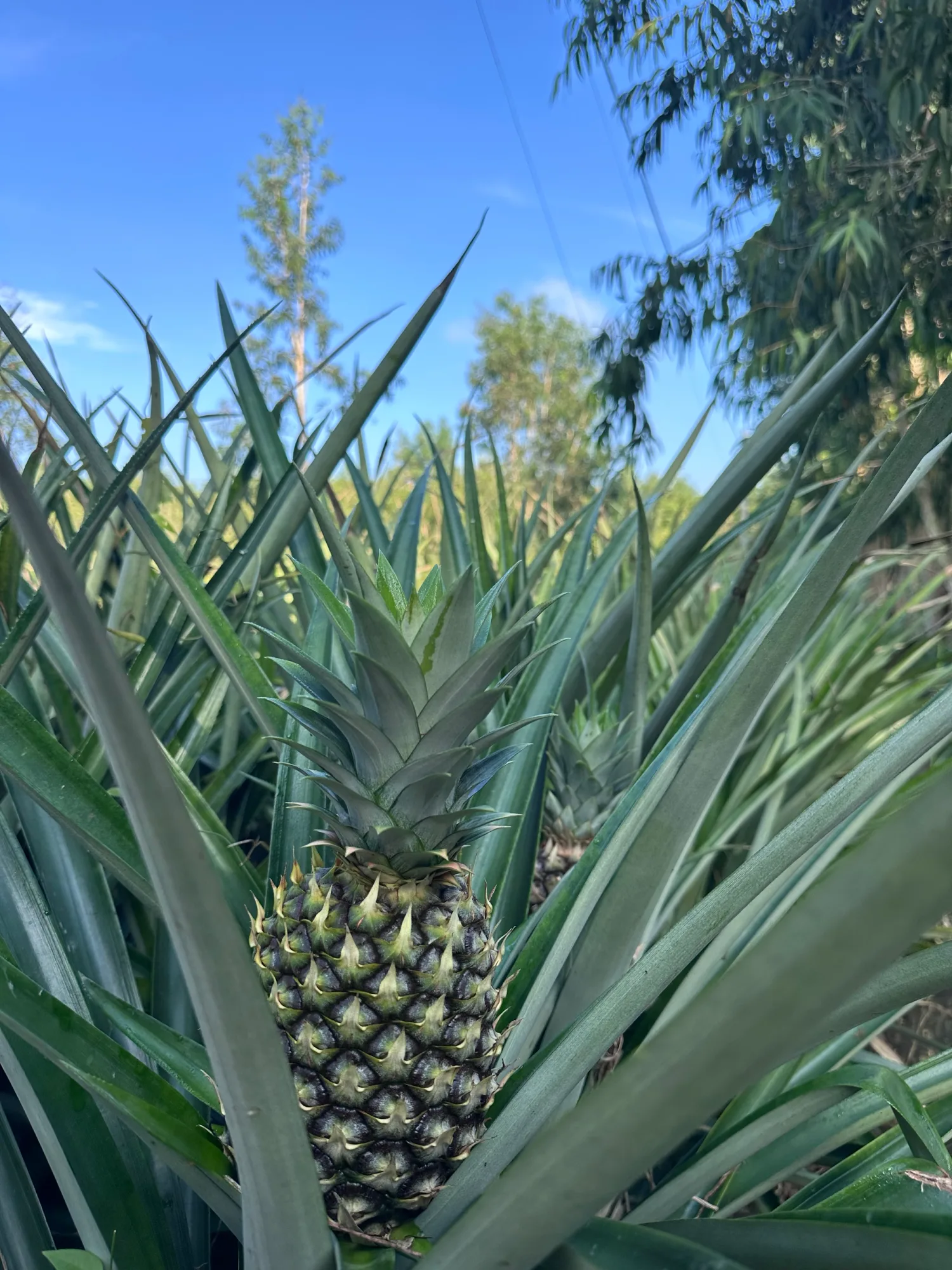 Ananas čeká na svého majitele