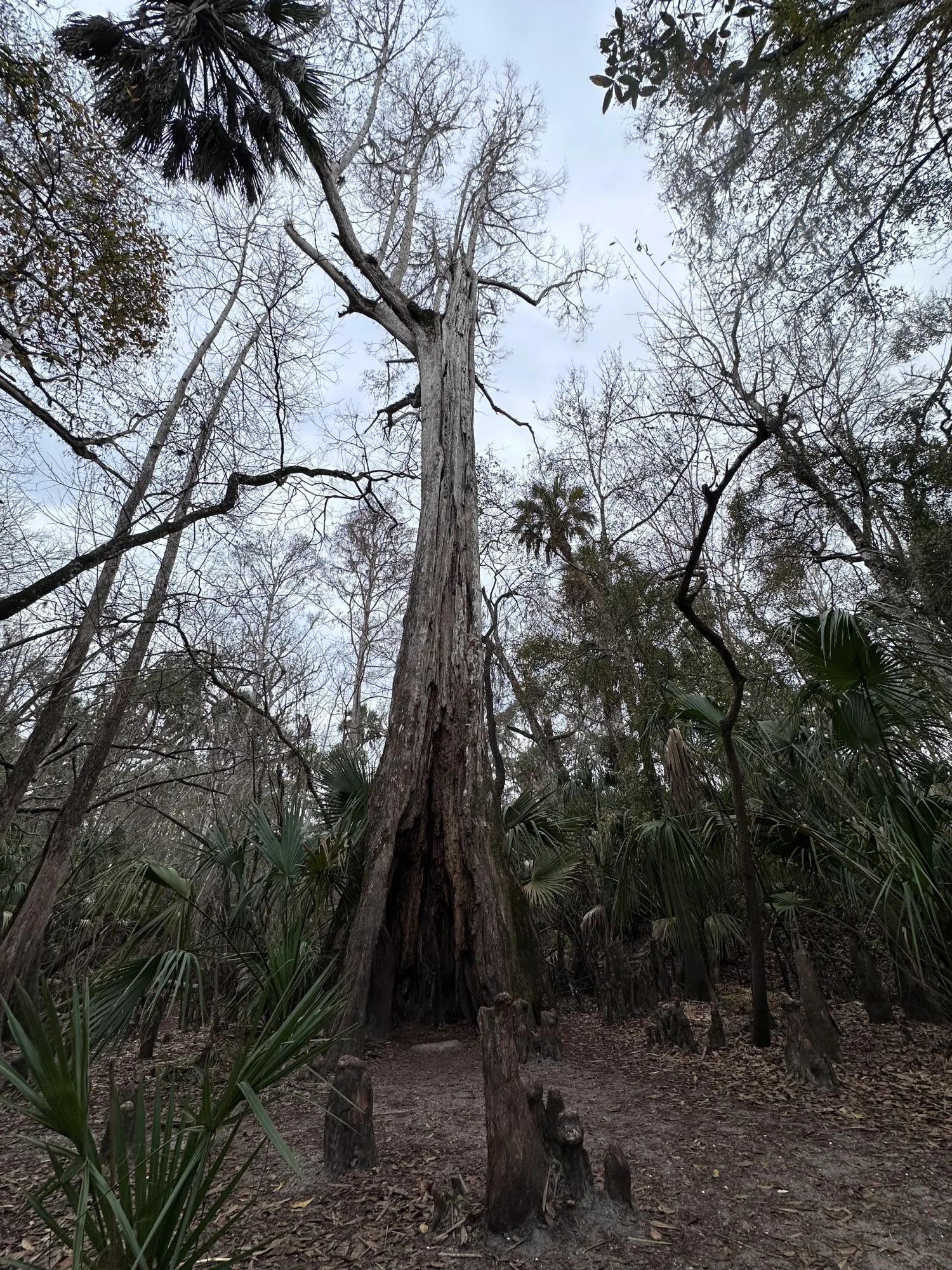 Hikksborough River State Park