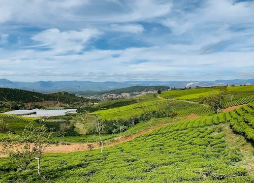 Jižní Vietnam - putování za skvělým jídlem, historií války ve Vietnamu, přírodu a čajovými a kávovými plantážemi.