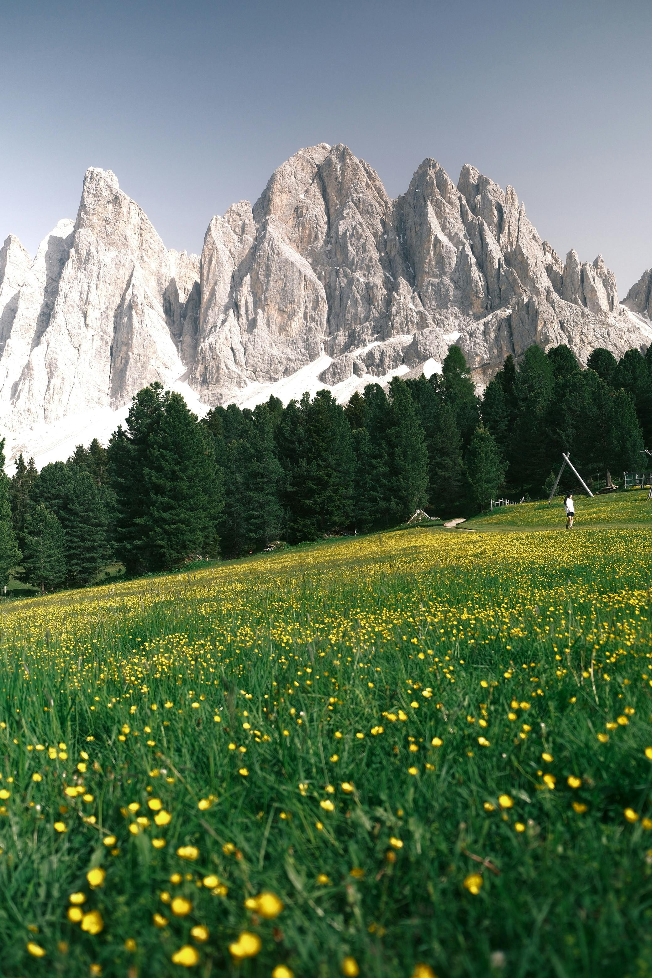 Alp mountains behind a grassy field with yellow wild flowers