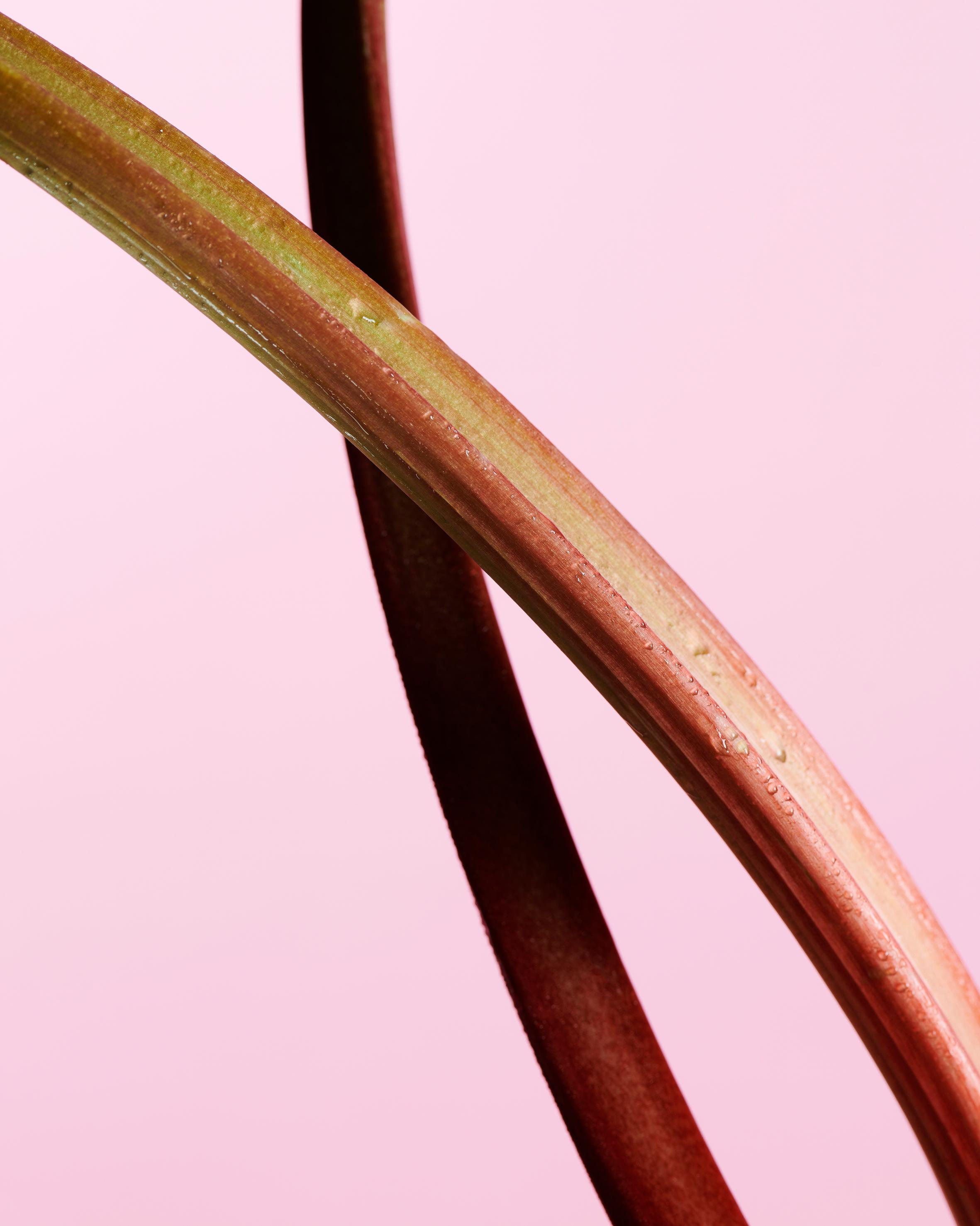 Rhubarb on top of pink background