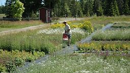Fröplockning för hand i odlingen