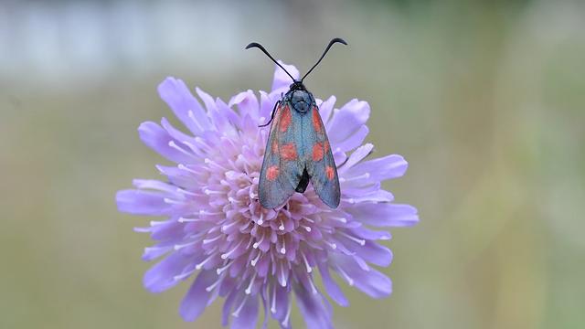 Fjärilar gillar ängar