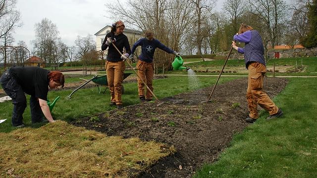 Sådd och plantering av äng
