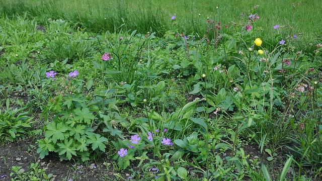 En månad efter plantering