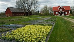 Fröodlingen på våren
