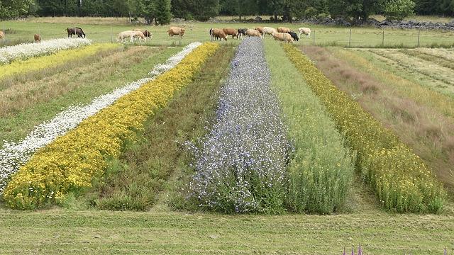Fröodling i Råsgård