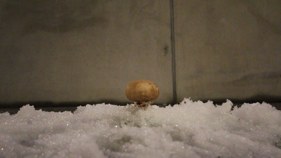 Musikkvideo - 205_Kurbi_David_1mka_Musikkvideo.png