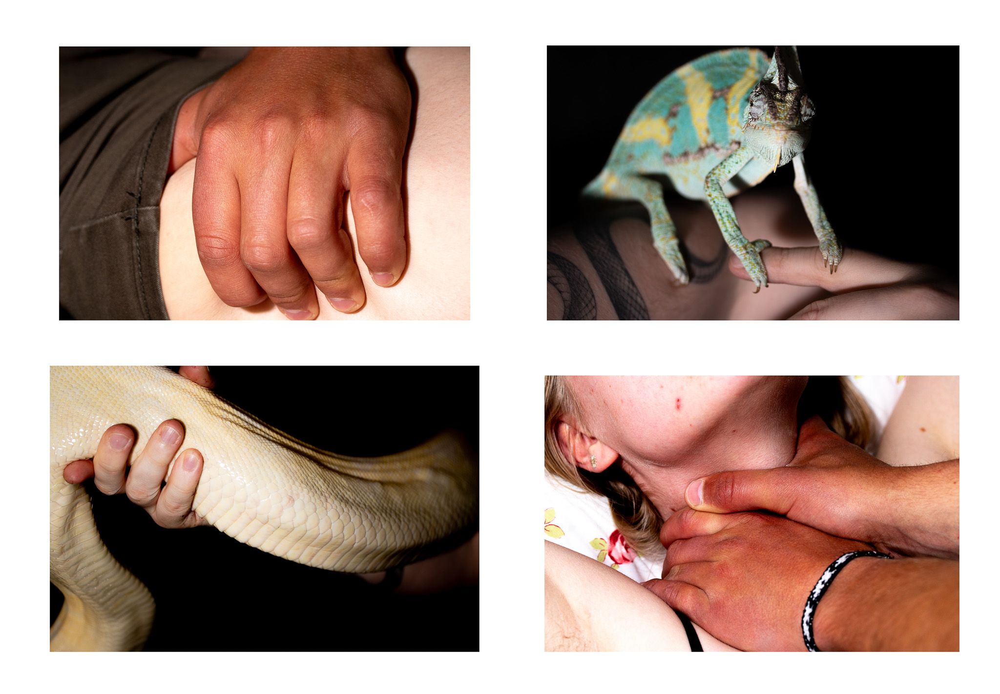 Reptilhjernen - Pia-Olea-Kristoffersen_3MKA_Reptilhjernen1.jpg