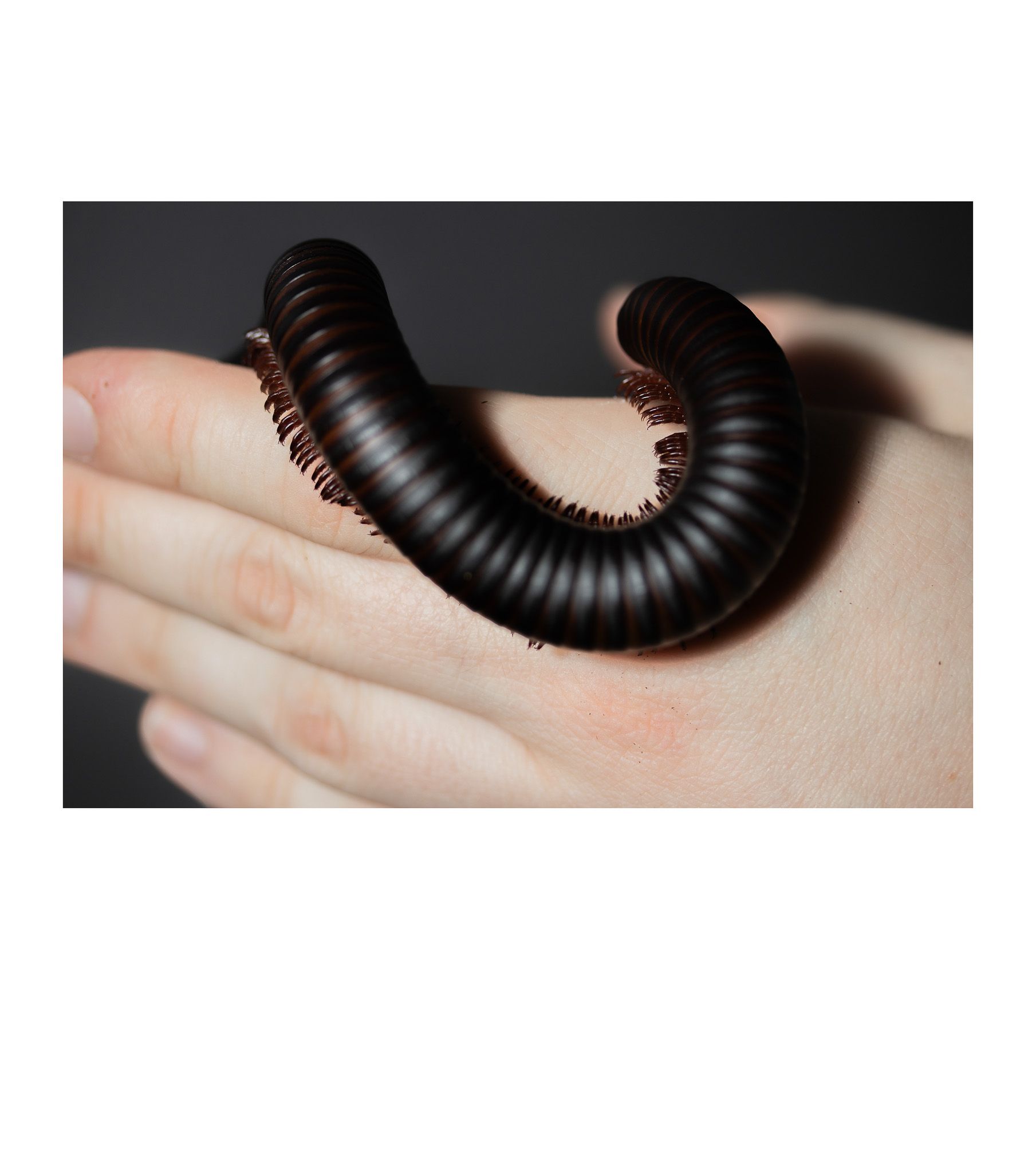 Reptilhjernen - Pia-Olea-Kristoffersen_3MKA_Reptilhjernen2.jpg