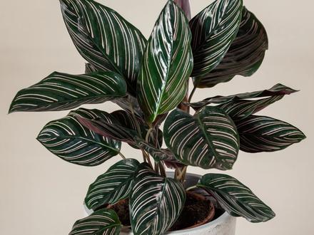 Calathea