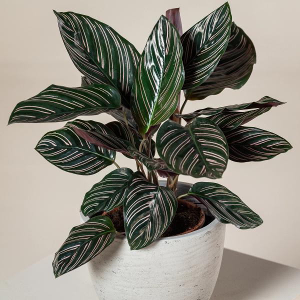 Calathea