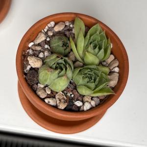 Four chicks, four days after first watering