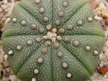 Star cactus