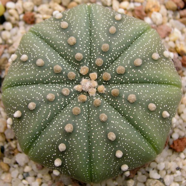 Star cactus