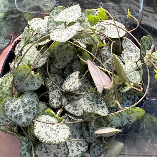 String of hearts